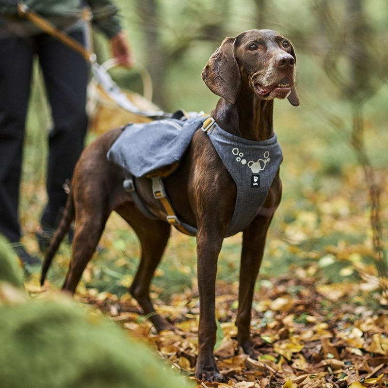 hurtta-expedition-pack-eco-on-dog.jpg