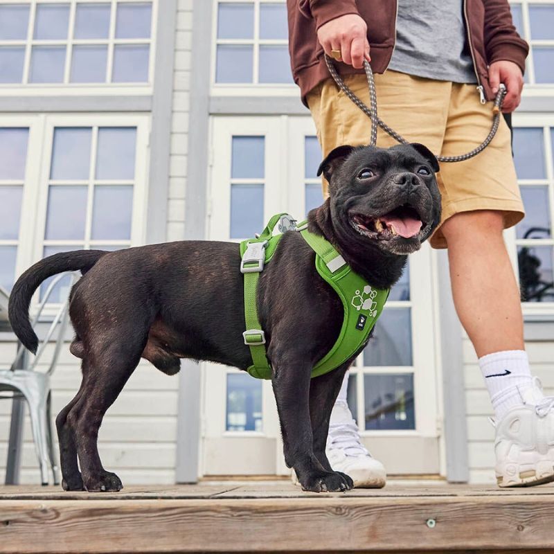 weekend-warrior-harness-ii-eco-parsley-on-dog.jpg